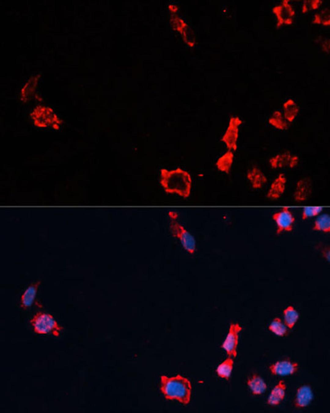 Immunofluorescence - Caspase-10 Polyclonal Antibody (A0169)