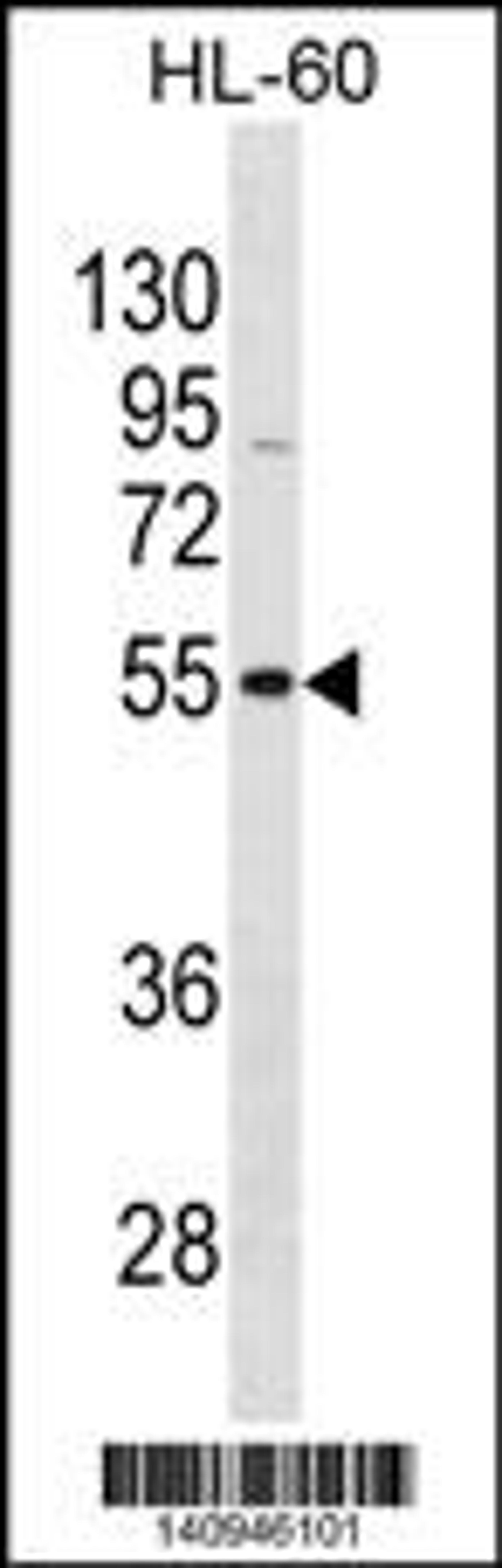 Western blot analysis in HL-60 cell line lysates (35ug/lane).