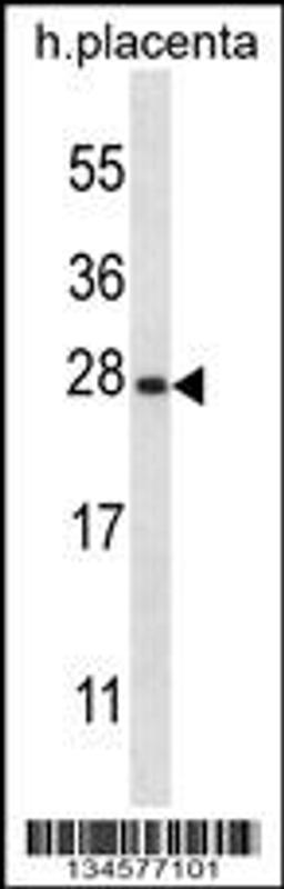 Western blot analysis in human placenta tissue lysates (35ug/lane).