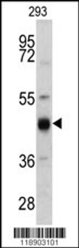 Western blot analysis of KRT13 antibody in 293 cell line lysates (35ug/lane)