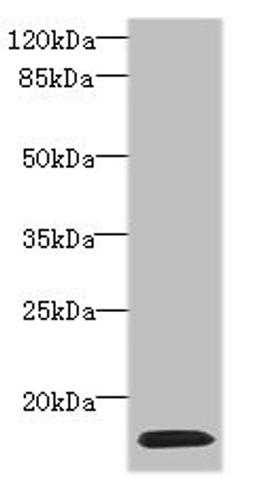 Western blot. All lanes: HIST1H2AG antibody at 4µg/ml + HL60 whole cell lysate. Secondary. Goat polyclonal to rabbit IgG at 1/10000 dilution. Predicted band size: 15 kDa. Observed band size: 15 kDa
