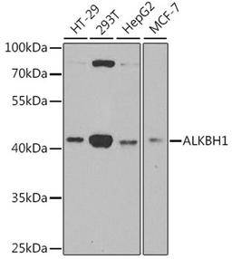 Western blot - ALKBH1 antibody (A6240)