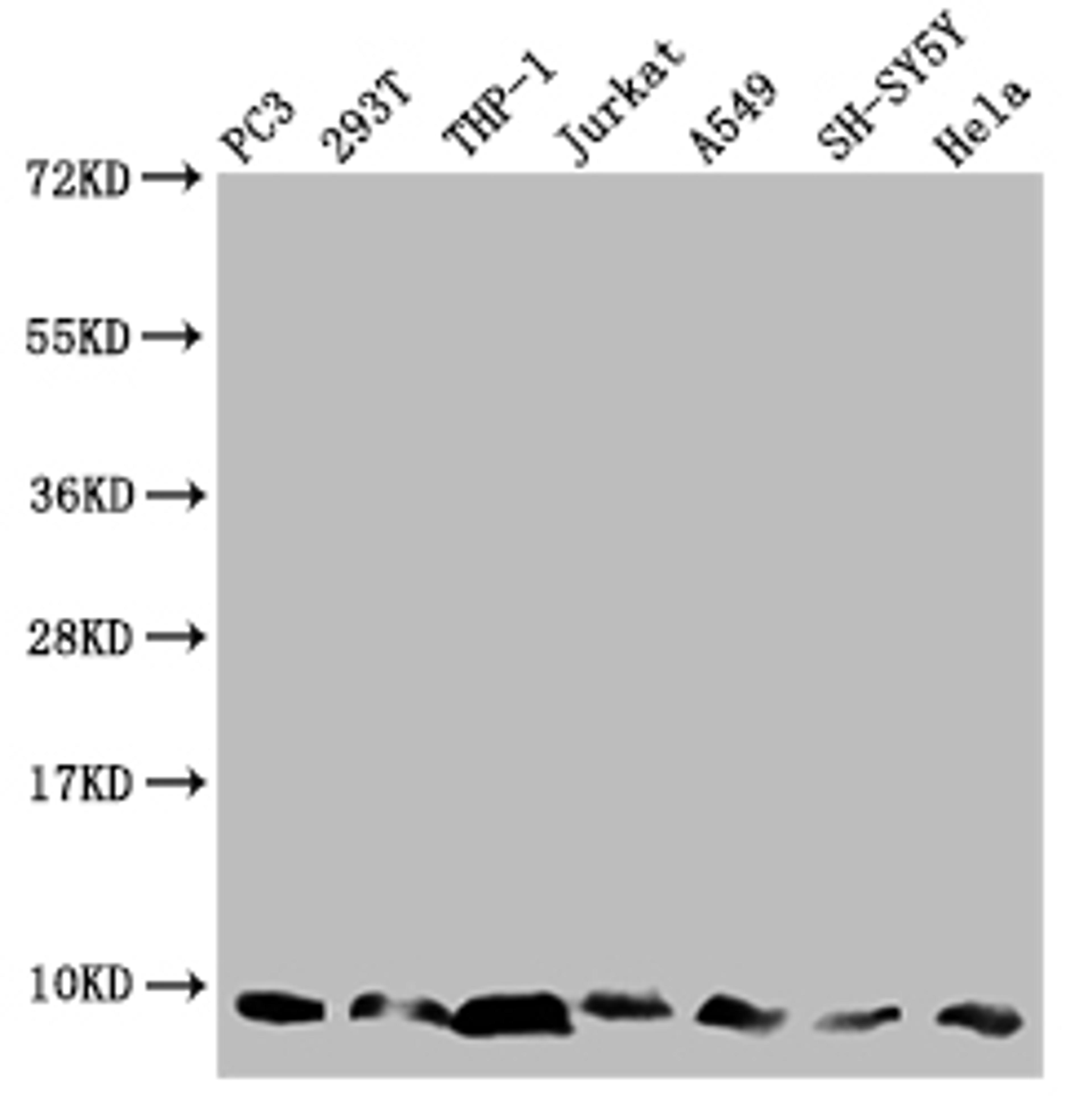 Western Blot.  Positive WB detected in: PC-3 whole cell lysate, 293T whole cell lysate, THP-1 whole cell lysate, Jurkat whole cell lysate, A549 whole cell lysate, SH-SY5Y whole cell lysate, Hela whole cell lysate.  All lanes: MP68 antibody at 1:2000.  Secondary.  Goat polyclonal to rabbit IgG at 1/50000 dilution.  Predicted band size: 7, 9 kDa.  Observed band size: 7 kDa. 