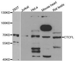 Western blot analysis of extracts of various cell lines using CTCFL antibody