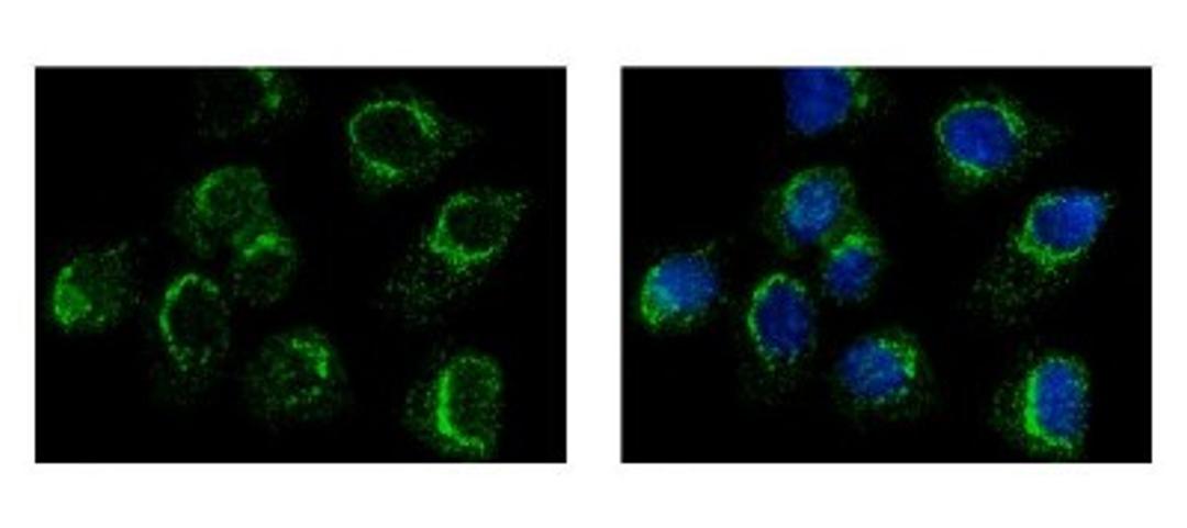 Immunocytochemistry/Immunofluorescence: DNAJC3 Antibody [NBP2-16195] - A431 cells were fixed in iced-cold MeOH for 5 min. Green: DNAJC3 protein stained by DNAJC3 antibody diluted at 1:500. Blue: Hoechst 33343 staining.