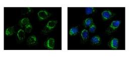 Immunocytochemistry/Immunofluorescence: DNAJC3 Antibody [NBP2-16195] - A431 cells were fixed in iced-cold MeOH for 5 min. Green: DNAJC3 protein stained by DNAJC3 antibody diluted at 1:500. Blue: Hoechst 33343 staining.