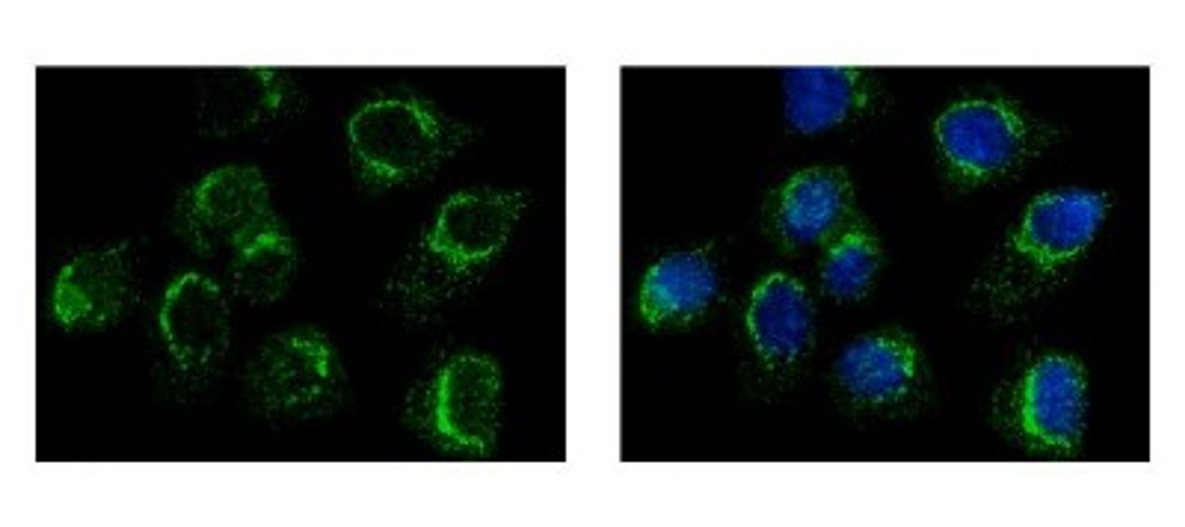 Immunocytochemistry/Immunofluorescence: DNAJC3 Antibody [NBP2-16195] - A431 cells were fixed in iced-cold MeOH for 5 min. Green: DNAJC3 protein stained by DNAJC3 antibody diluted at 1:500. Blue: Hoechst 33343 staining.