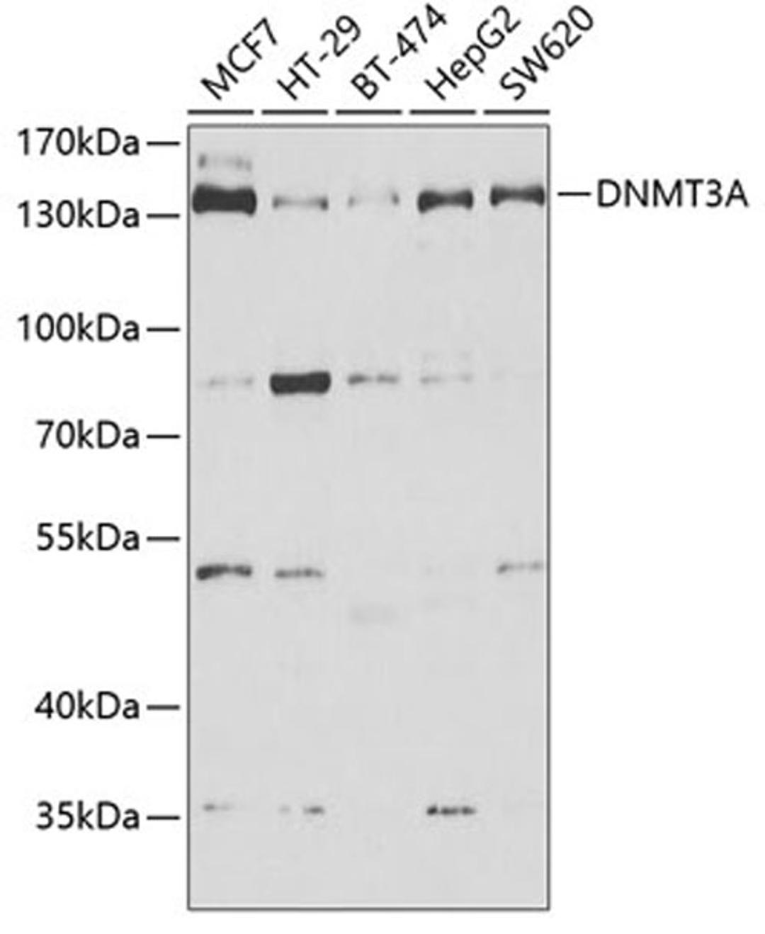 Western blot - DNMT3A antibody (A6503)