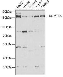 Western blot - DNMT3A antibody (A6503)