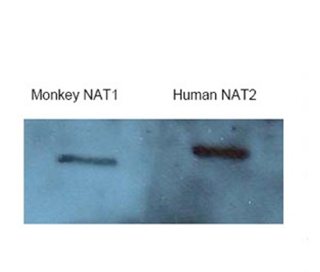 Antibody used in WB.