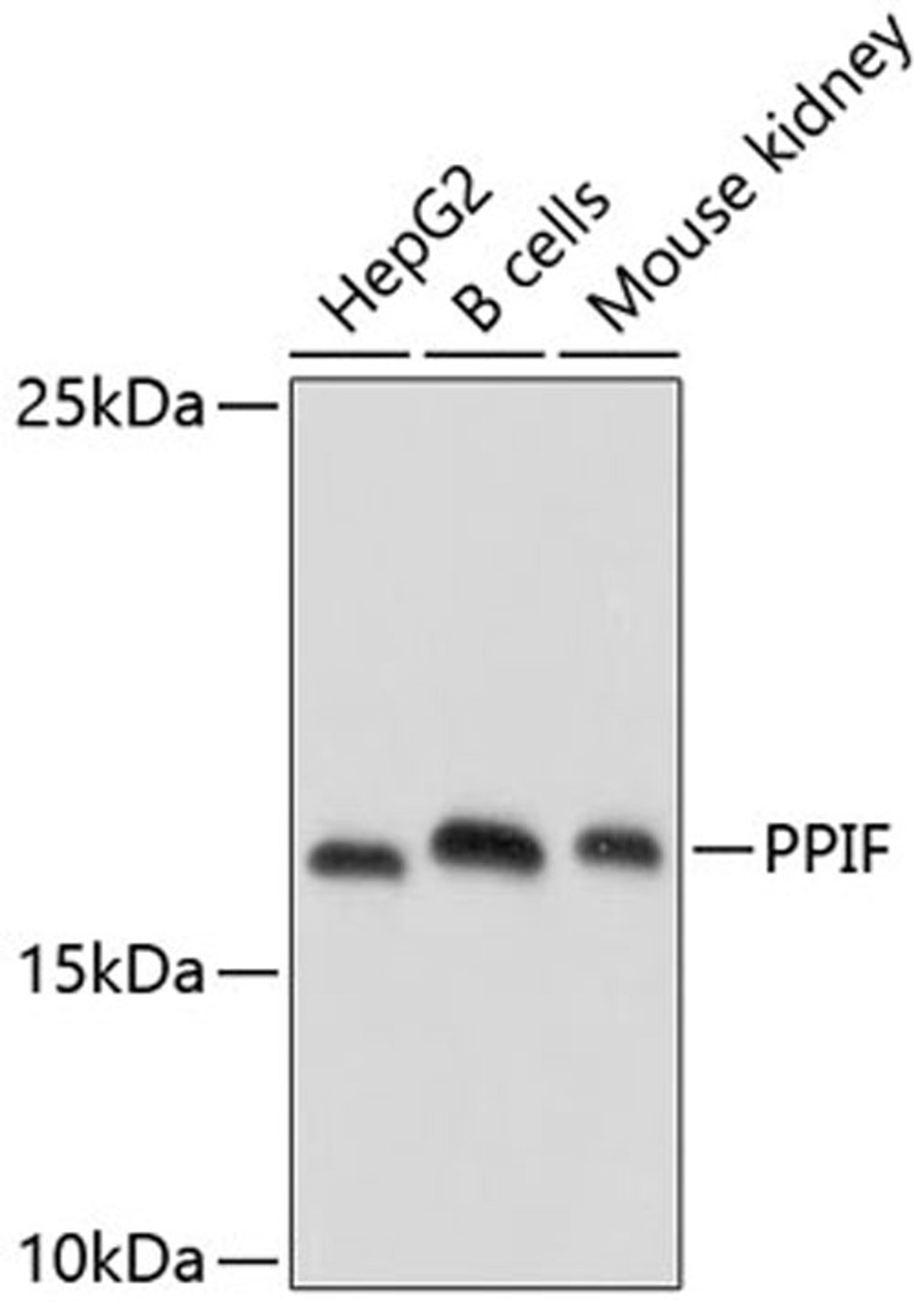 Western blot - PPIF antibody (A3208)