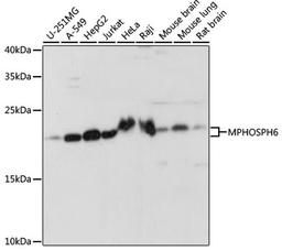 Western blot - MPHOSPH6 antibody (A15775)