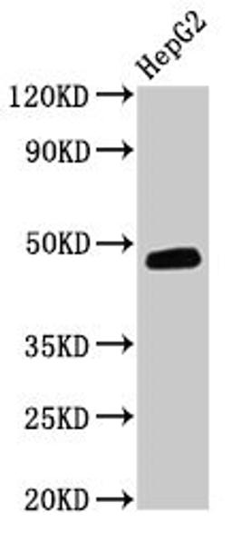 Western Blot. Positive WB detected in: HepG2 whole cell lysate. All lanes: DNAJB5 antibody at 3.2µg/ml. Secondary. Goat polyclonal to rabbit IgG at 1/50000 dilution. Predicted band size: 40, 48, 52 kDa. Observed band size: 48 kDa