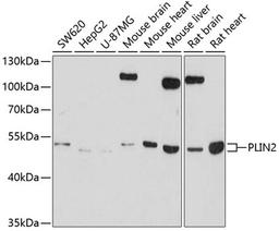 Western blot - PLIN2 antibody (A6276)