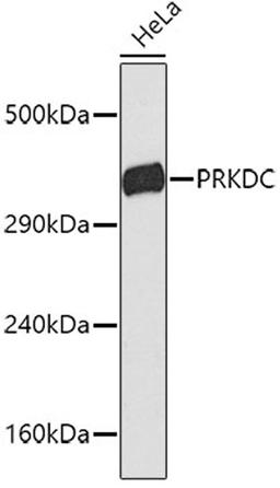 Western blot - PRKDC antibody (A1419)