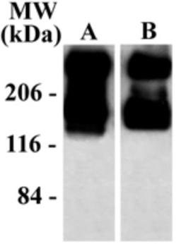 Western Blot: metabotropic Glutamate Receptor 5/1 Antibody [NB300-126] - 10 ug of HEK 293 cells expression. As shown in the autoradiograph, the mGluR5/1a antibody recognizes both mGluR5 (Lane A) and mGluR1a (Lane B) labeling the ~125k monomer and the ~250k dimers for both mGluRs.