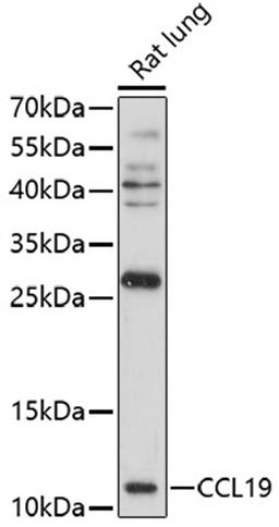 Western blot - CCL19 antibody (A16972)