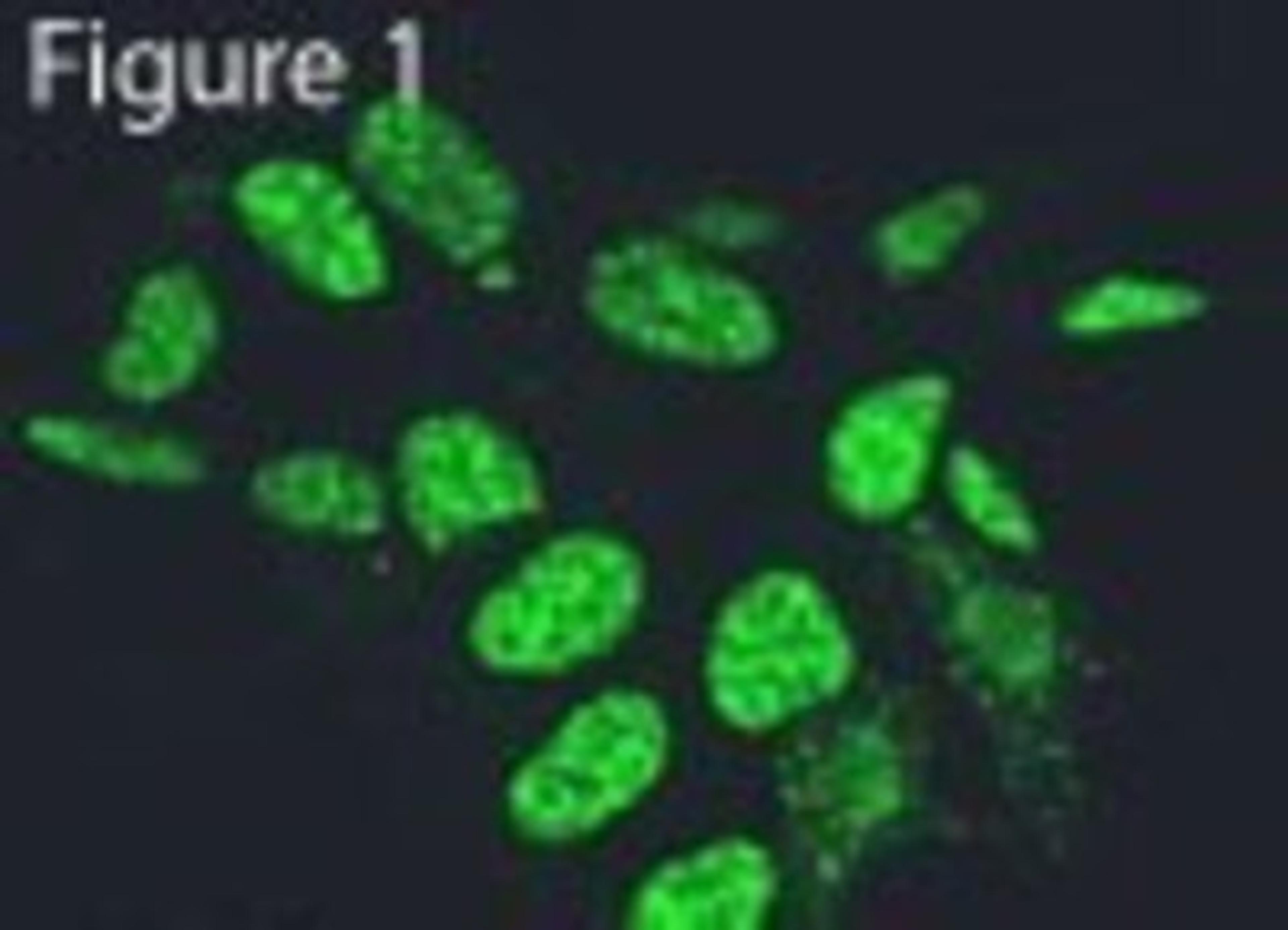 Immunocytochemistry/Immunofluorescence: PLC-gamma 1 Antibody (2C11) [NB100-74517] - Staining of HeLa cells.