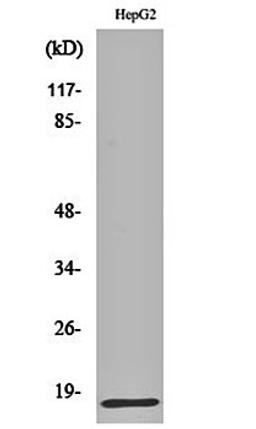 Western blot analysis of HepG2 cell lysates using IFN- gamma antibody