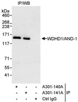 Detection of human WDHD1/AND-1 by western blot of immunoprecipitates.