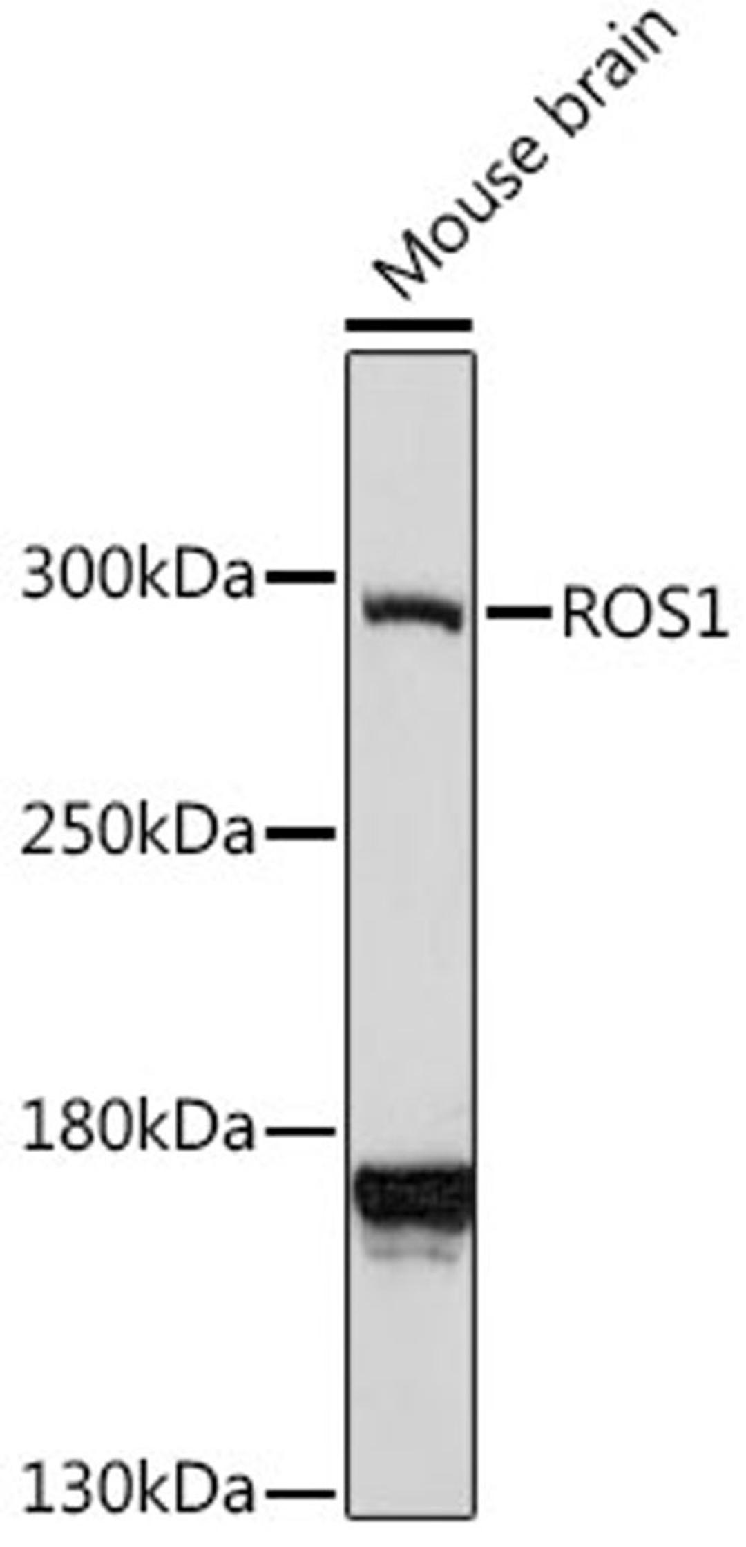 Western blot - ROS1 antibody (A16669)