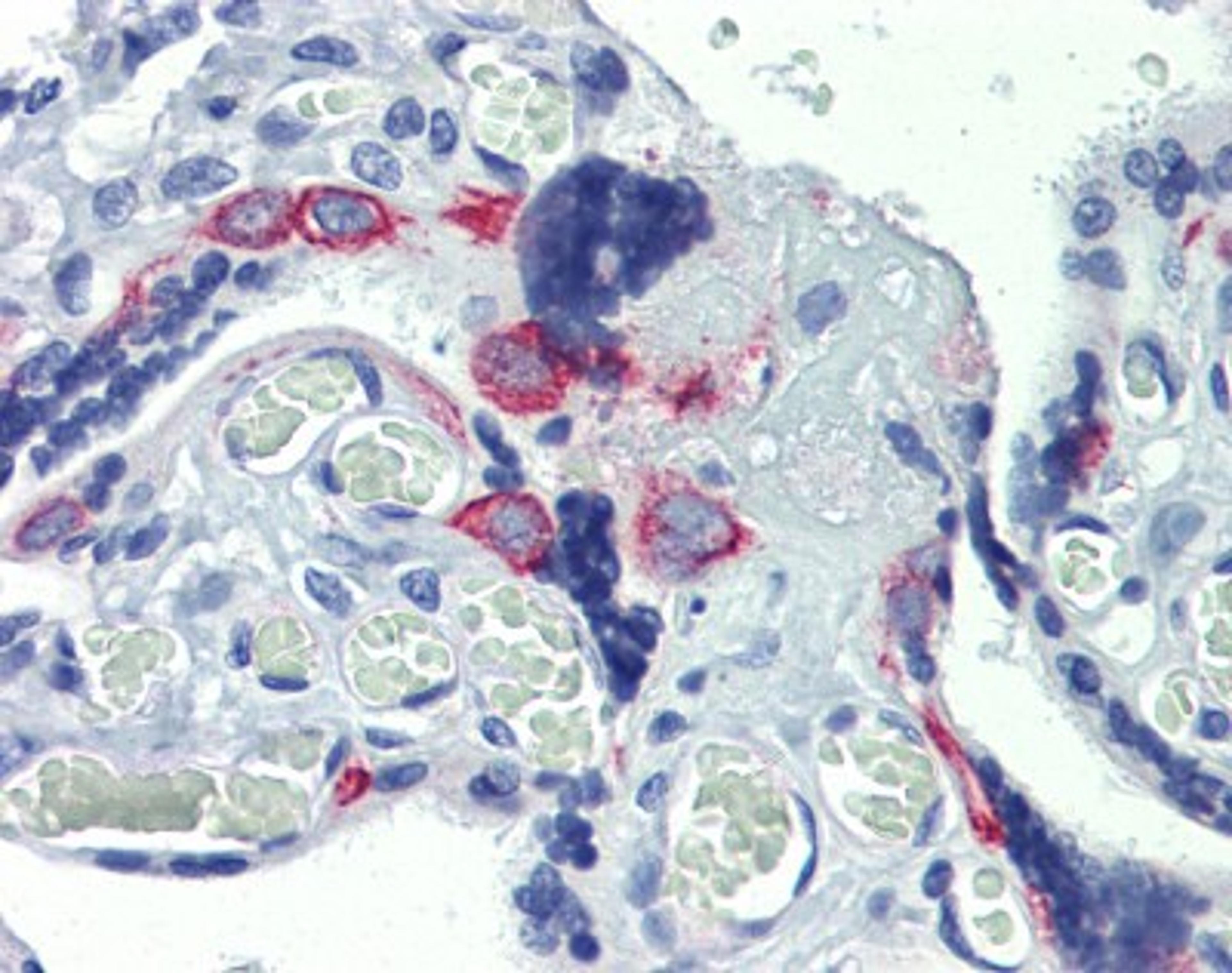 Immunohistochemistry: EZFIT/ZNF71 Antibody [NBP1-80358] - Analysis of human placenta after heat-induced Antigen retrieval. Antibody concentration 5 ug/ml.