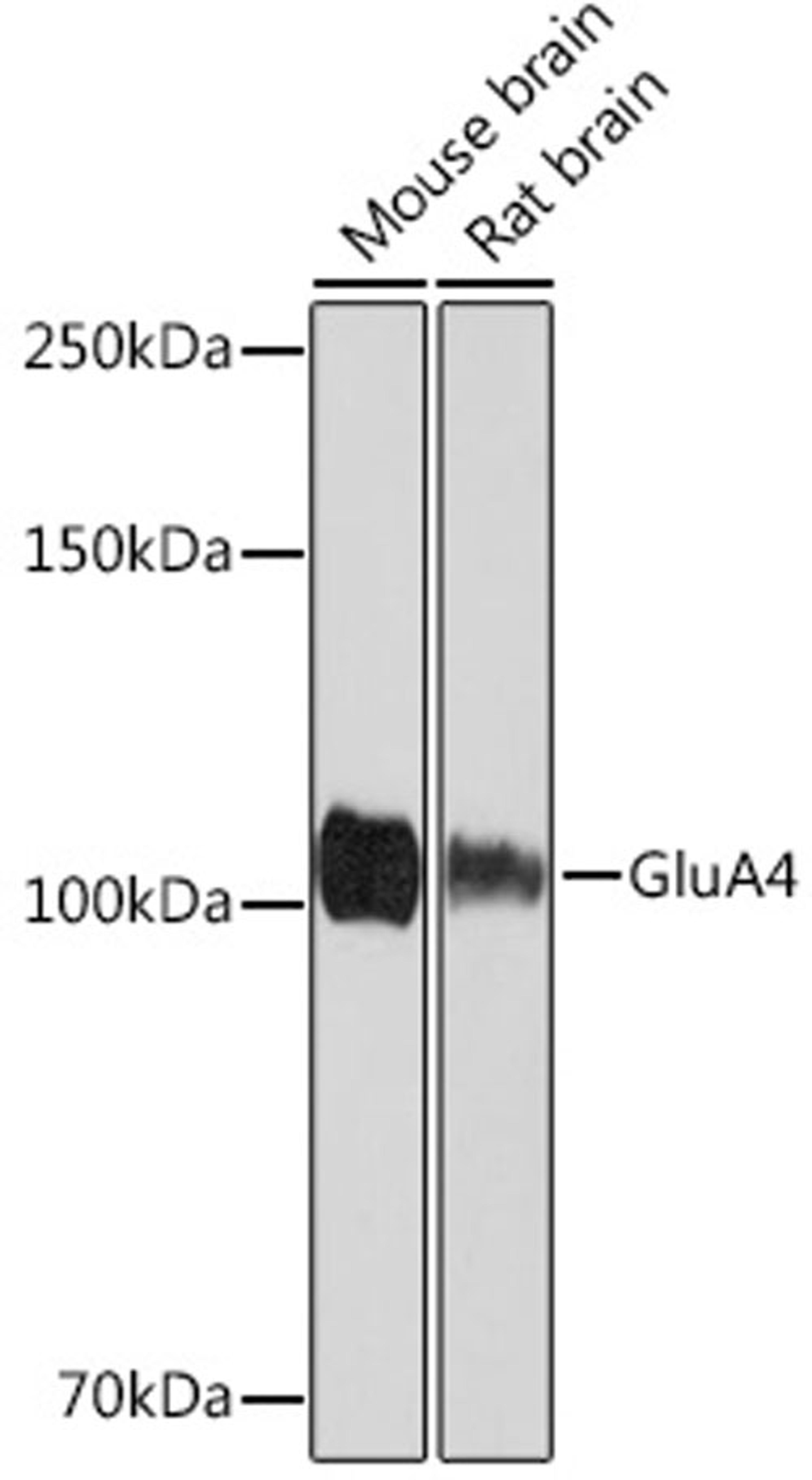 Western blot - GluA4 Rabbit mAb (A4593)