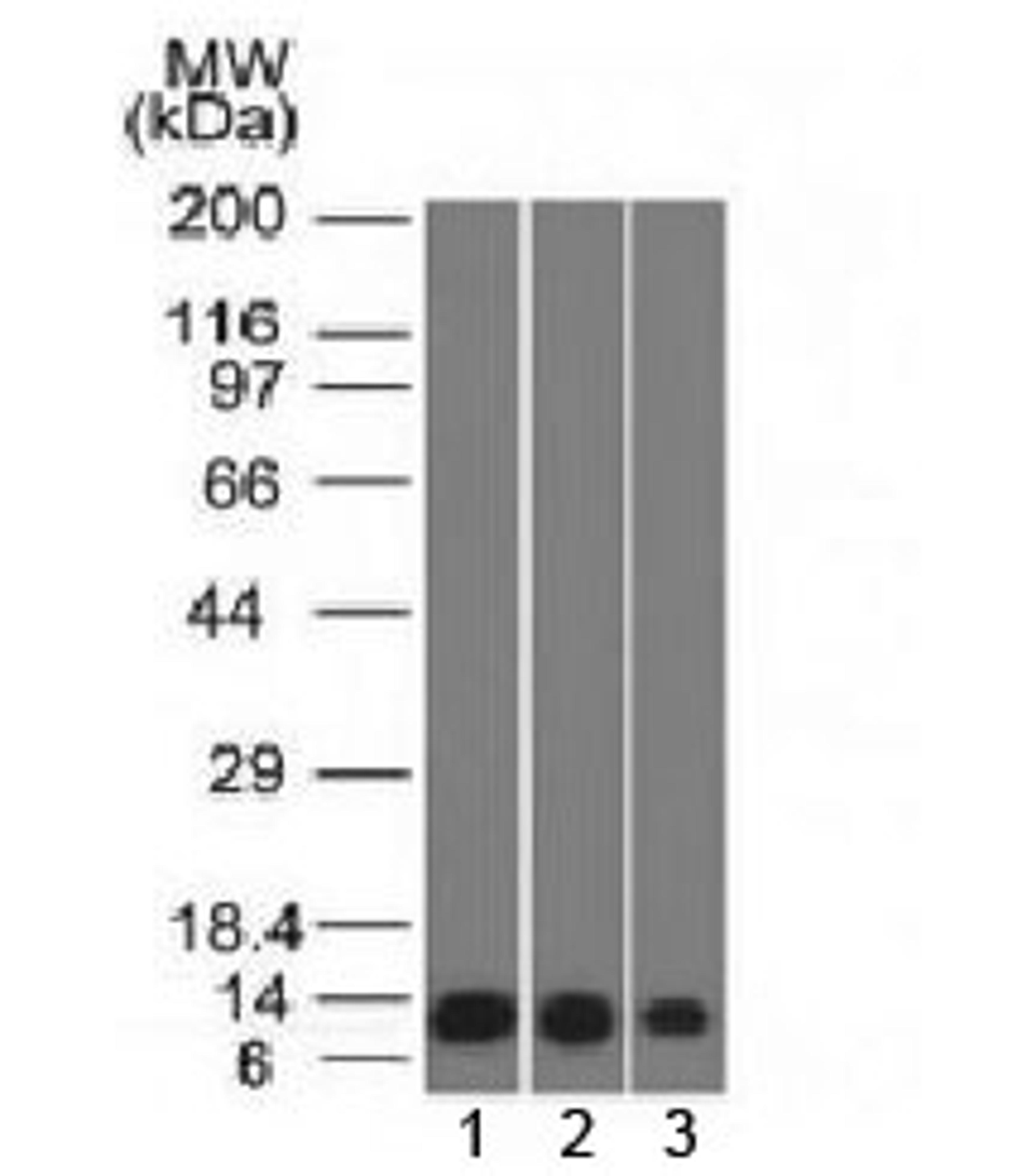 Western blot testing of human 1) HeLa, 2) A549 and 3) A431 cell lysate S100A4 antibody (clone S100A4/1482). Predicted molecular weight ~12 kDa.