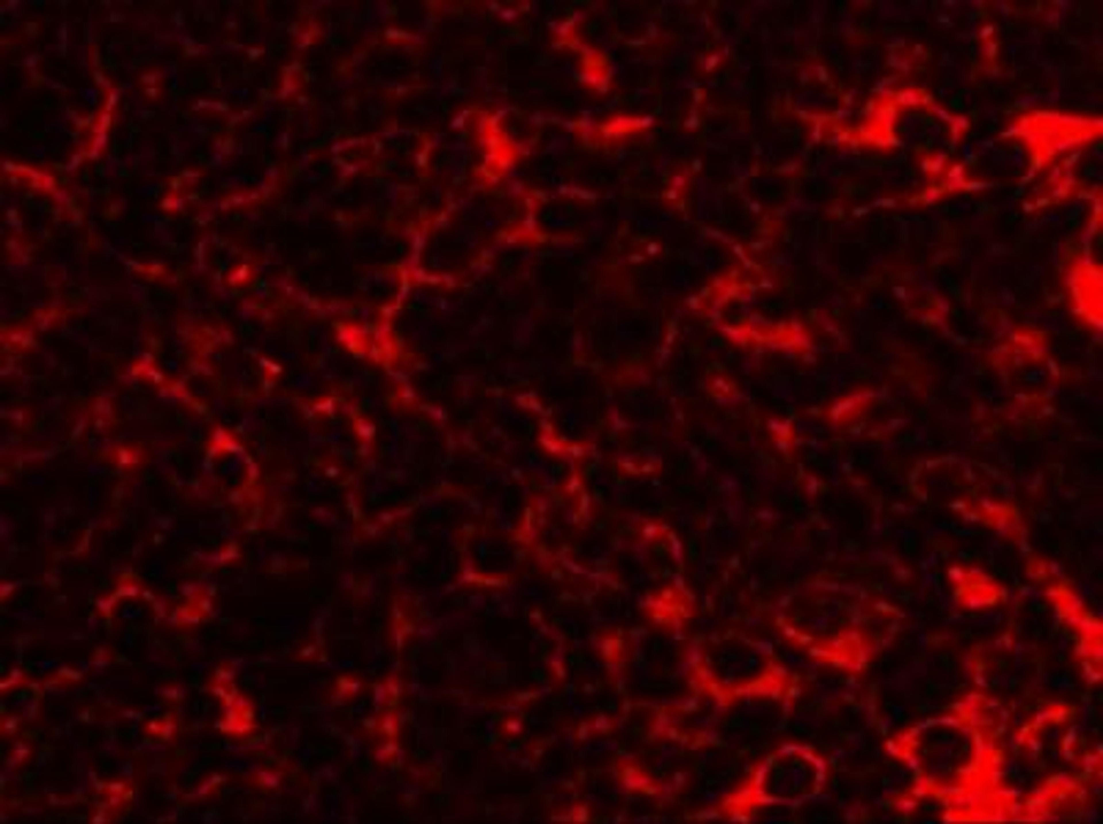 Immunocytochemistry/Immunofluorescence: TMEM38B Antibody [NBP1-77093] - Immunofluorescence of TMEM38B in mouse thymus tissue with TMEM38B antibody at 20 ug/mL.