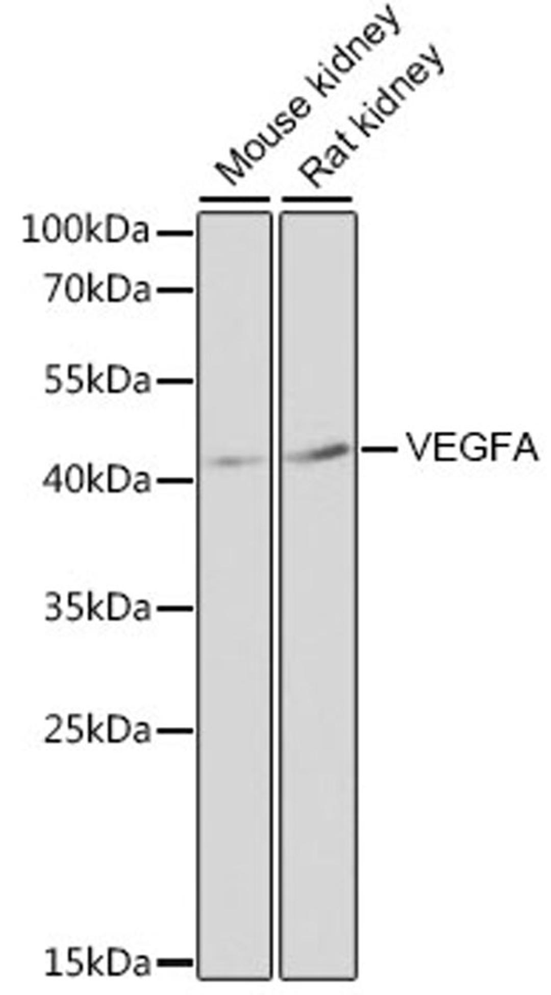 Western blot - VEGFA antibody (A12303)