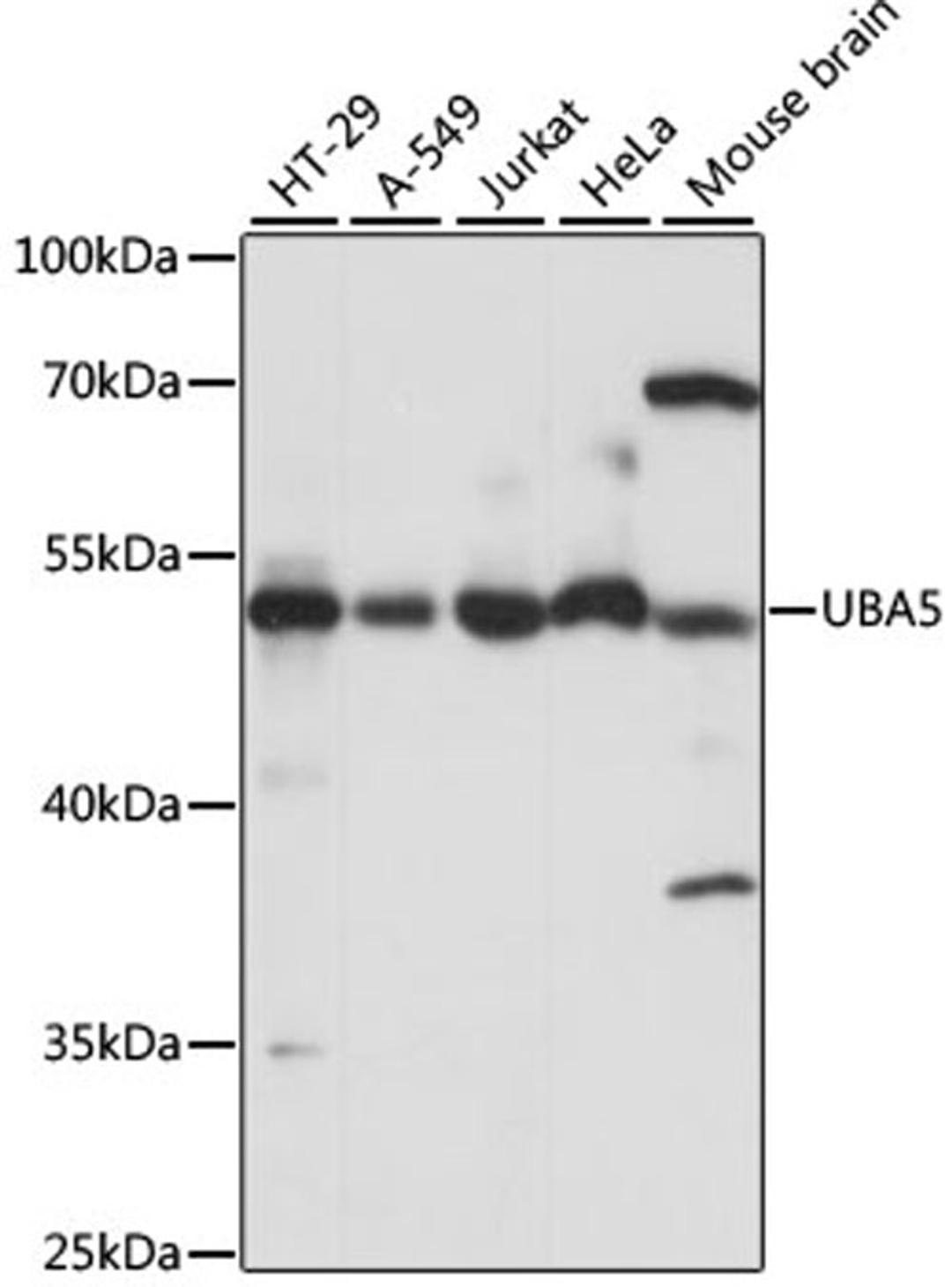 Western blot - UBA5 antibody (A15514)