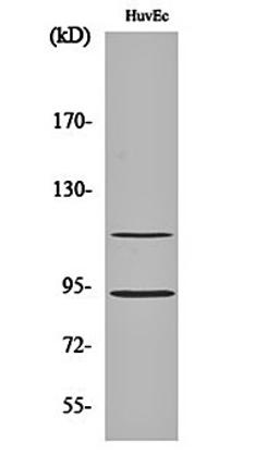 Western blot analysis of HuvEc cell lysates using PITSLRE antibody