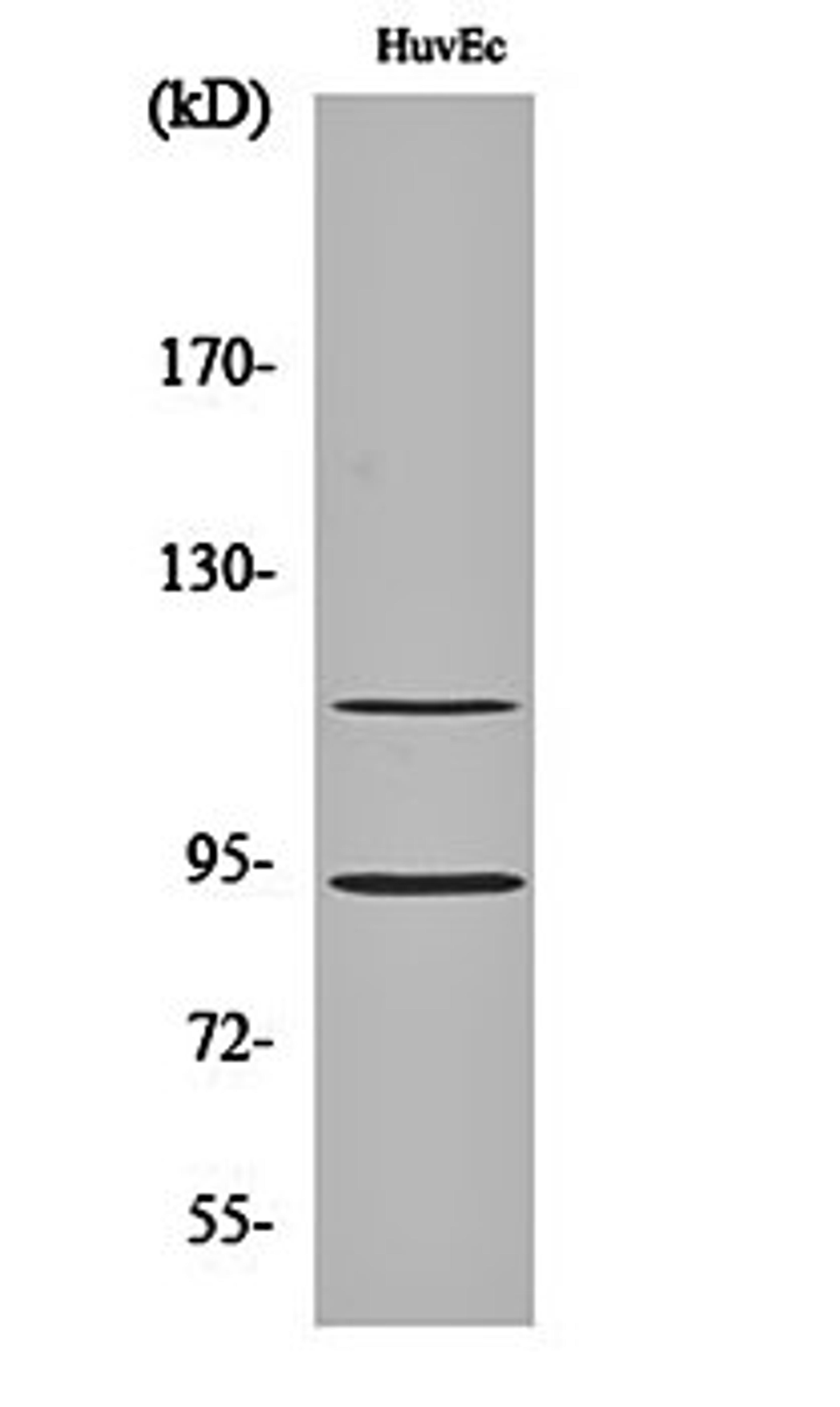 Western blot analysis of HuvEc cell lysates using PITSLRE antibody