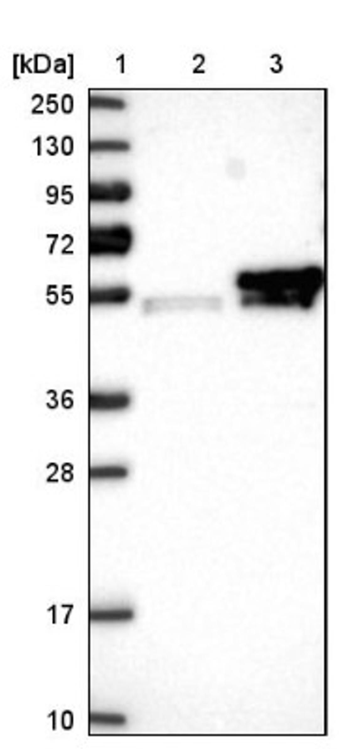 Western Blot: KCMF1 Antibody [NBP1-84283] - Lane 1: Marker [kDa] 250, 130, 95, 72, 55, 36, 28, 17, 10<br/>Lane 2: Negative control (vector only transfected HEK293T lysate)<br/>Lane 3: Over-expression lysate (Co-expressed with a C-terminal myc-DDK tag (~3.1 kDa) in mammalian HEK293T cells, LY412662)