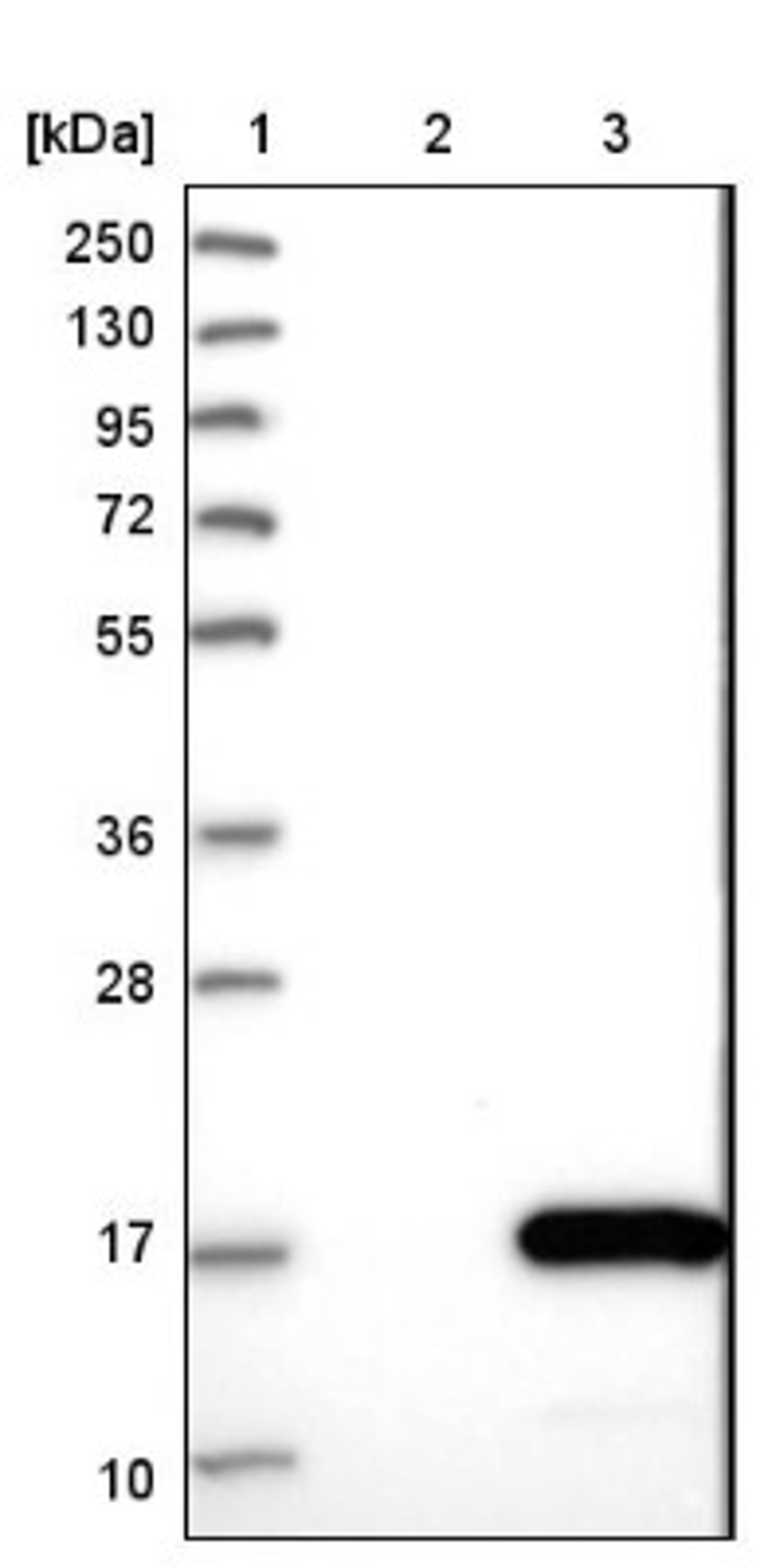 Western Blot: SSBIP1/SOSS-C Antibody [NBP1-81682] - Lane 1: Marker [kDa] 250, 130, 95, 72, 55, 36, 28, 17, 10<br/>Lane 2: Negative control (vector only transfected HEK293T lysate)<br/>Lane 3: Over-expression lysate (Co-expressed with a C-terminal myc-DDK tag (~3.1 kDa) in mammalian HEK293T cells, LY412020)