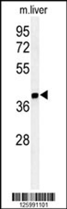 Western blot analysis of ISM1 Antibody in mouse liver tissue lysates (35ug/lane)