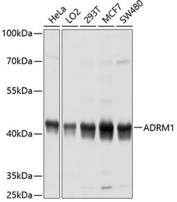 Western blot - ADRM1 antibody (A4481)