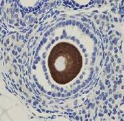 Immunoistochemical staining of mouse ovary tissue using OOEP antibody