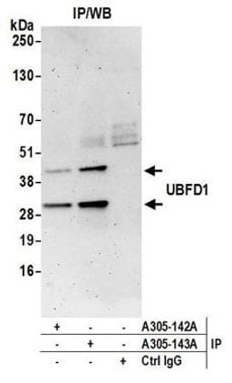 Detection of human UBFD1 by western blot of immunoprecipitates.