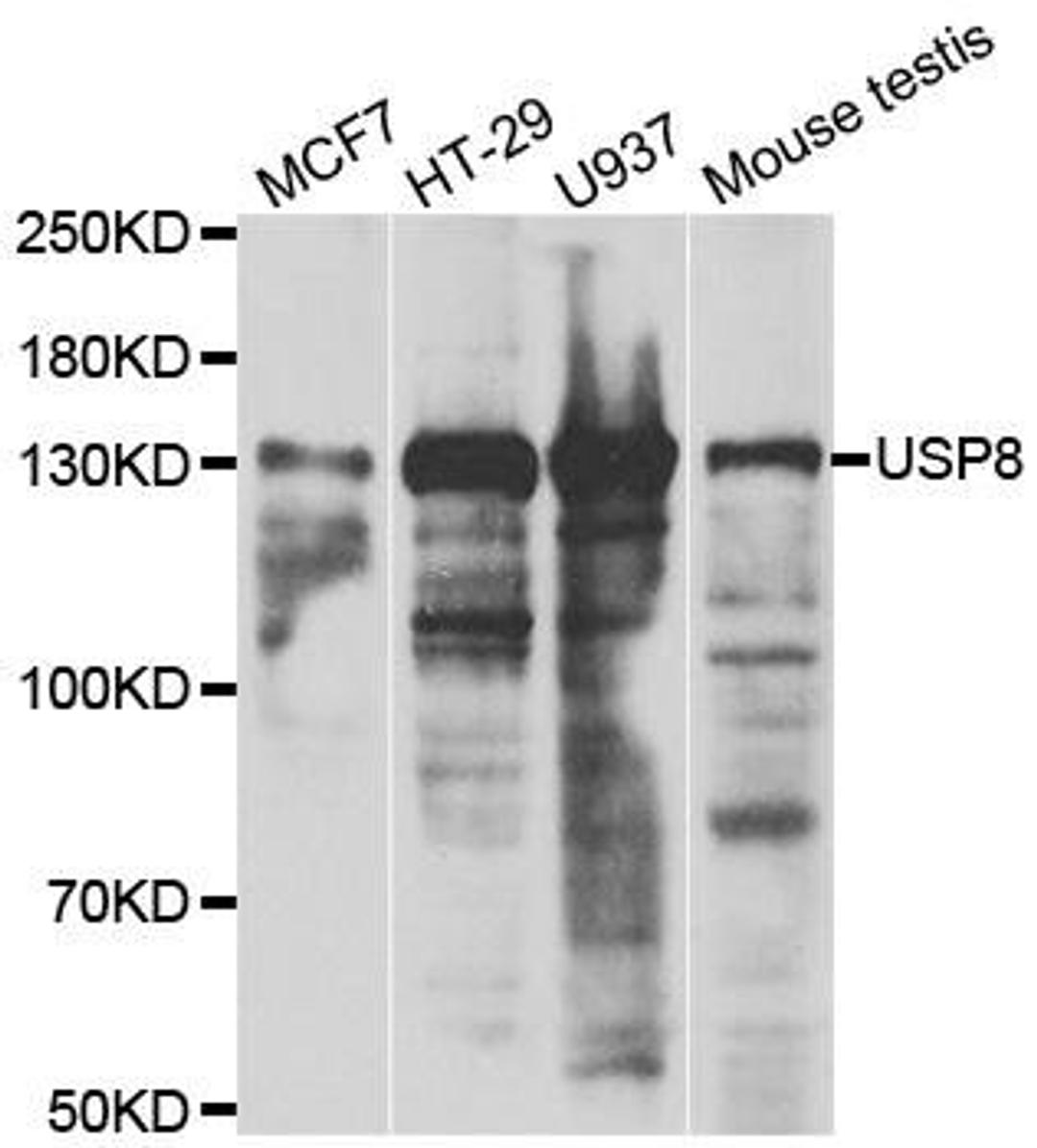 Western blot analysis of extracts of various cell lines using USP8 antibody