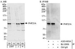 Detection of human PHF21A by western blot and immunoprecipitation.