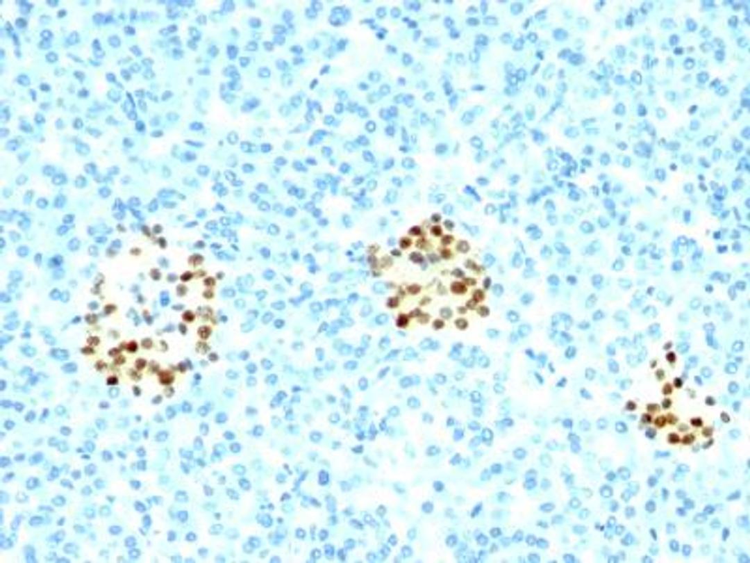 Immunohistochemistry-Paraffin: NKX2.2 Antibody (NX2/294) [NBP2-29432] - Formalin-paraffin pancreas stained with NKX2.2 Ab(NX2/294).