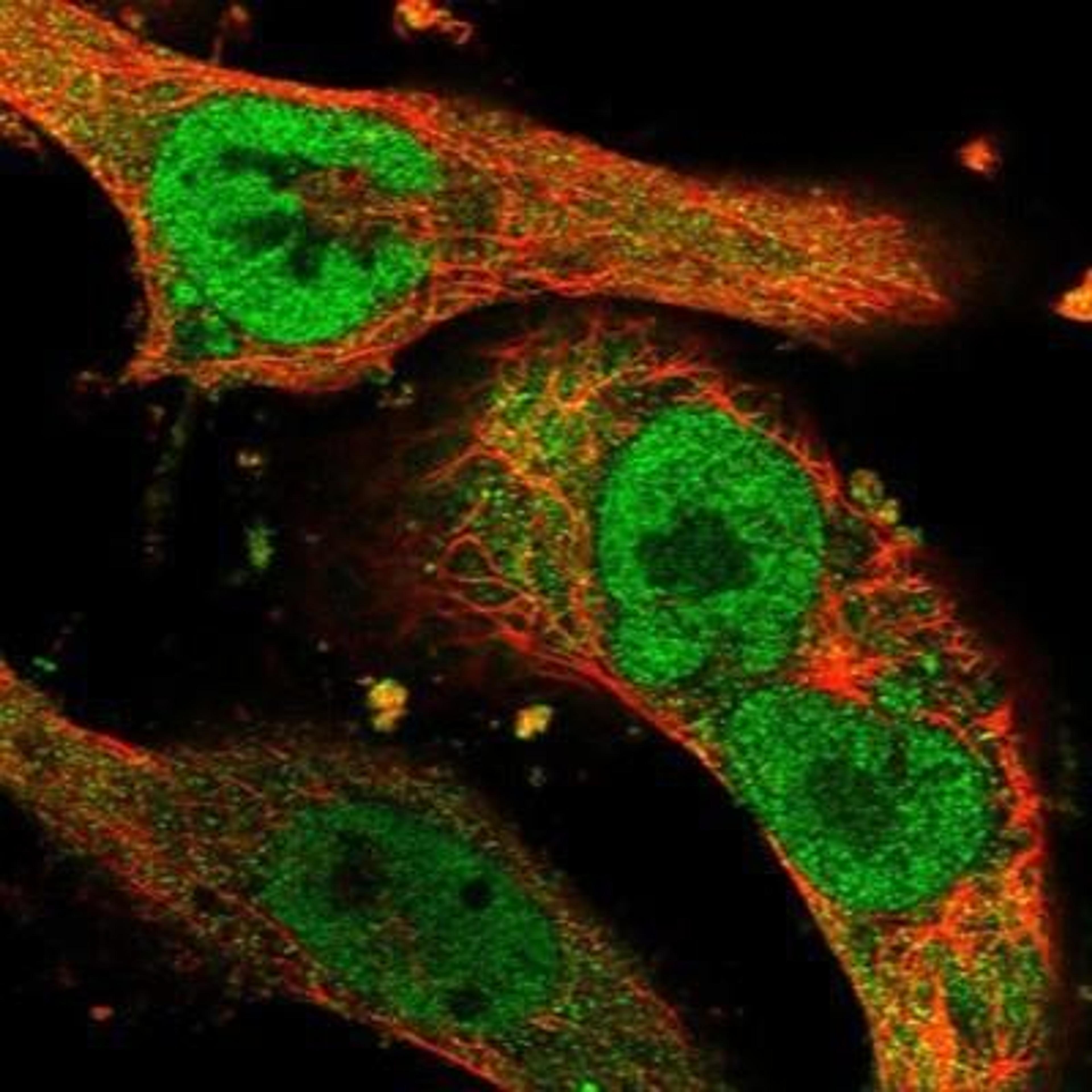 Immunocytochemistry/Immunofluorescence: AMSH/STAMBP Antibody [NBP1-90172] - AMSH Antibody [NBP1-90172] - Staining of human cell line U-251 MG shows positivity in nucleus but not nucleoli & cytoplasm.