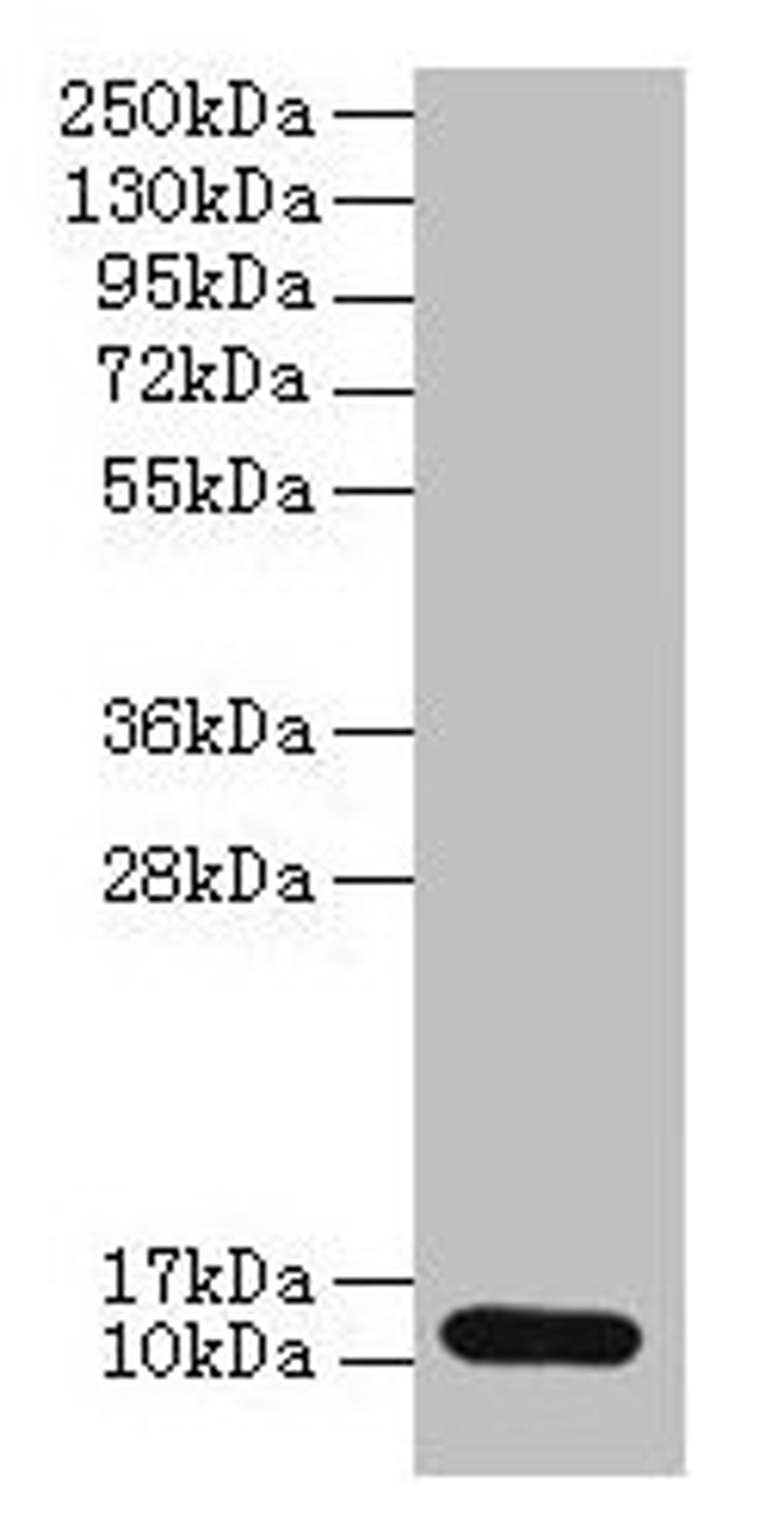 Western blot. All lanes: S100A4 antibody at 2µg/ml + A549 whole cell lysate. Secondary. Goat polyclonal to rabbit IgG at 1/10000 dilution. Predicted band size: 12 kDa. Observed band size: 12 kDa