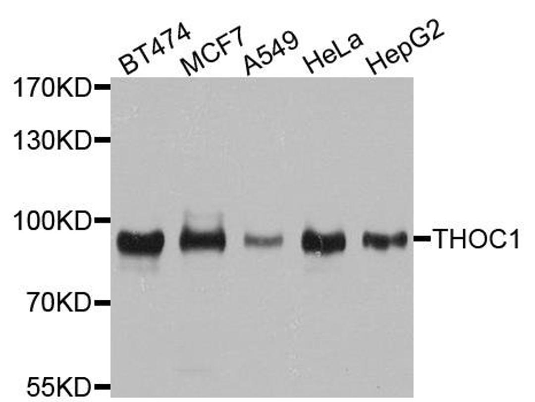 Western blot analysis of extracts of various cell lines using THOC1 antibody