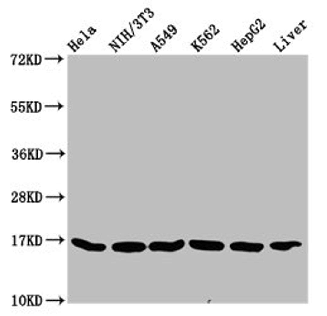 Western Blot. Positive WB detected in: Hela whole cell lysate, NIH/3T3 whole cell lysate, A549 whole cell lysate, K562 whole cell lysate, HepG2 whole cell lysate, Rat liver tissue. All lanes: HIST1H3A antibody at 0.32µg/ml. Secondary. Goat polyclonal to rabbit IgG at 1/50000 dilution. Predicted band size: 16 kDa. Observed band size: 16 kDa
