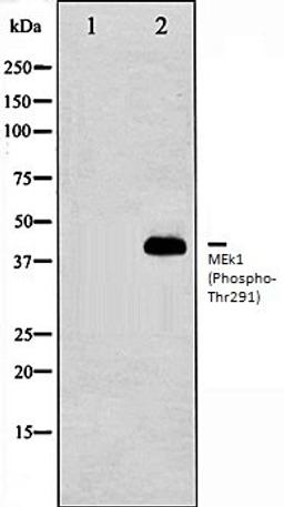 Western blot analysis of K562 whole cell lysates using MEK1 (Phospho-Thr291) antibody, The lane on the left is treated with the antigen-specific peptide.