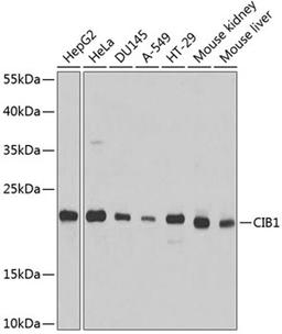 Western blot - CIB1 antibody (A4430)