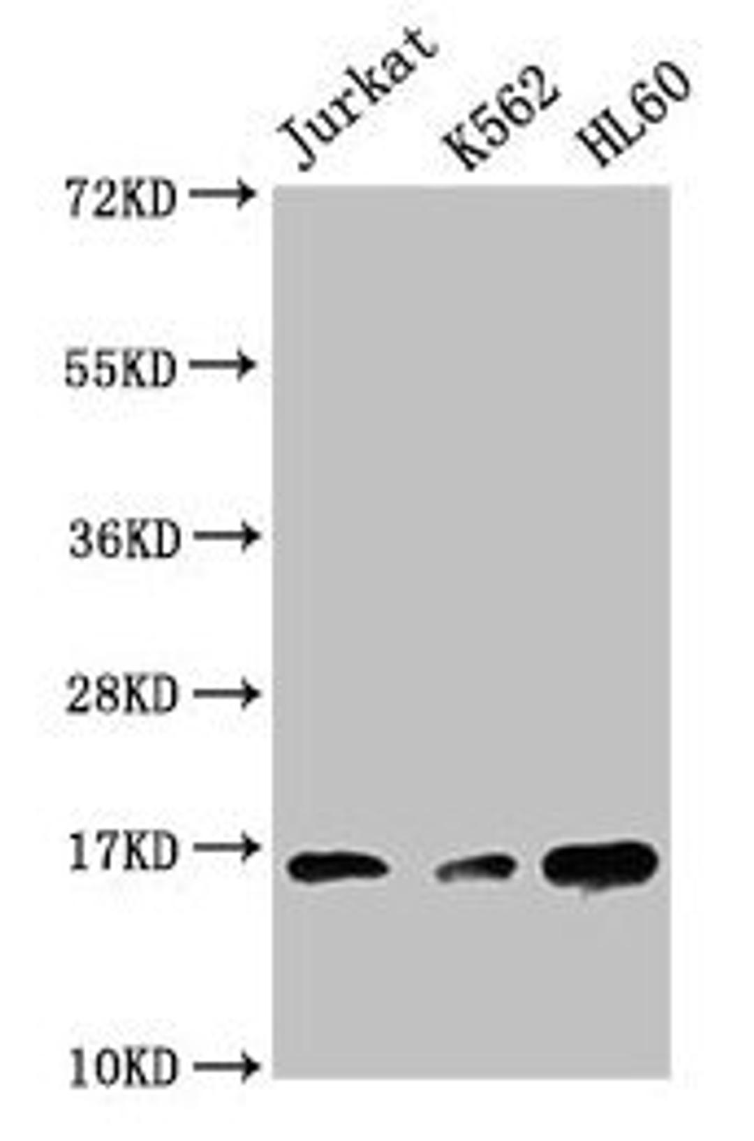 Western Blot. Positive WB detected in: Jurkat whole cell lysate, K562 whole cell lysate, HL60 whole cell lysate. All lanes: HIST1H3A antibody at 1:500. Secondary. Goat polyclonal to rabbit IgG at 1/40000 dilution. Predicted band size: 16 kDa. Observed band size: 16 kDa