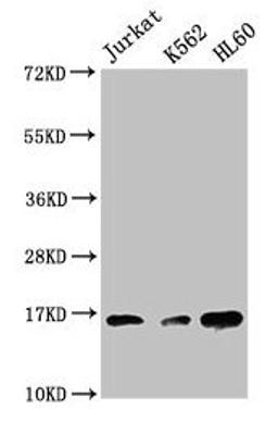 Western Blot. Positive WB detected in: Jurkat whole cell lysate, K562 whole cell lysate, HL60 whole cell lysate. All lanes: HIST1H3A antibody at 1:500. Secondary. Goat polyclonal to rabbit IgG at 1/40000 dilution. Predicted band size: 16 kDa. Observed band size: 16 kDa